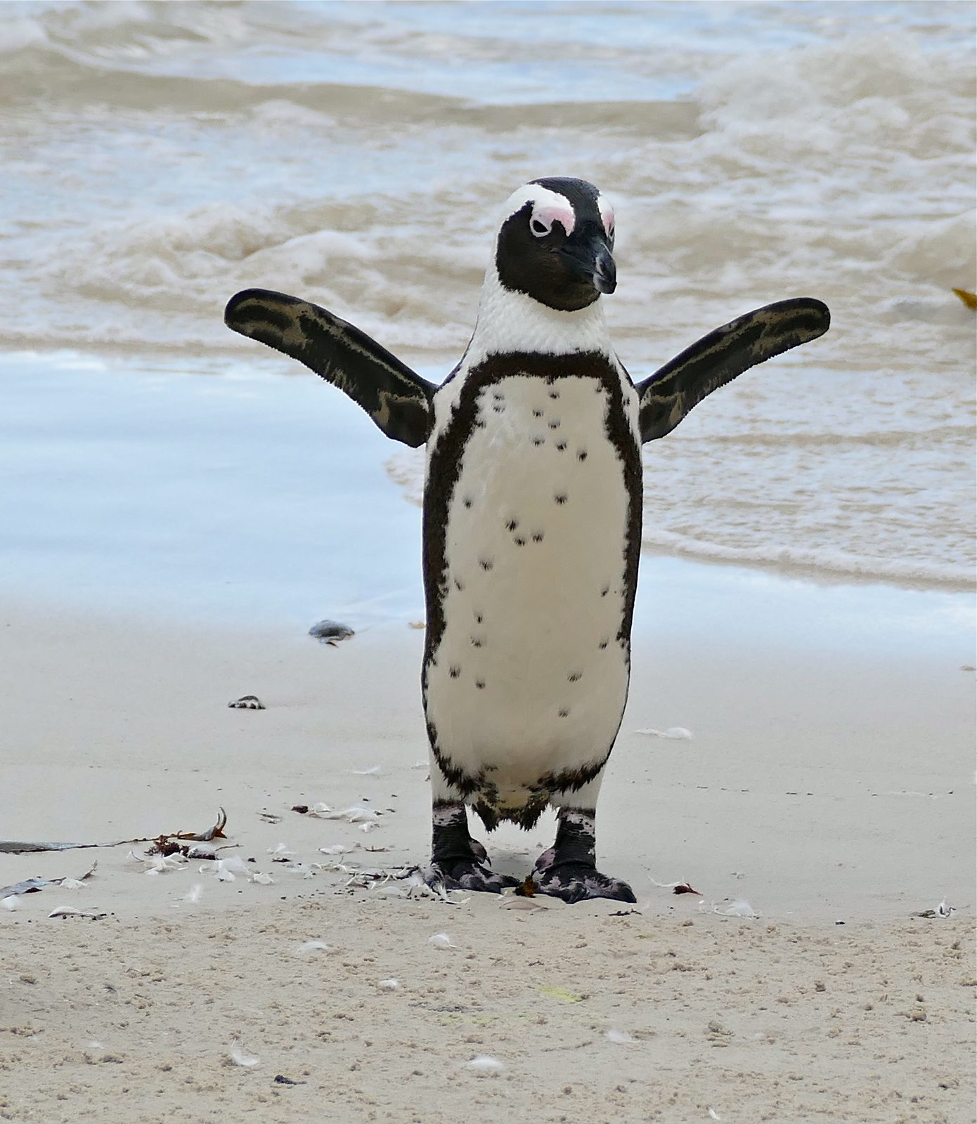 An African penguin swimming near Boulders Beach, Western Cape, South Africa