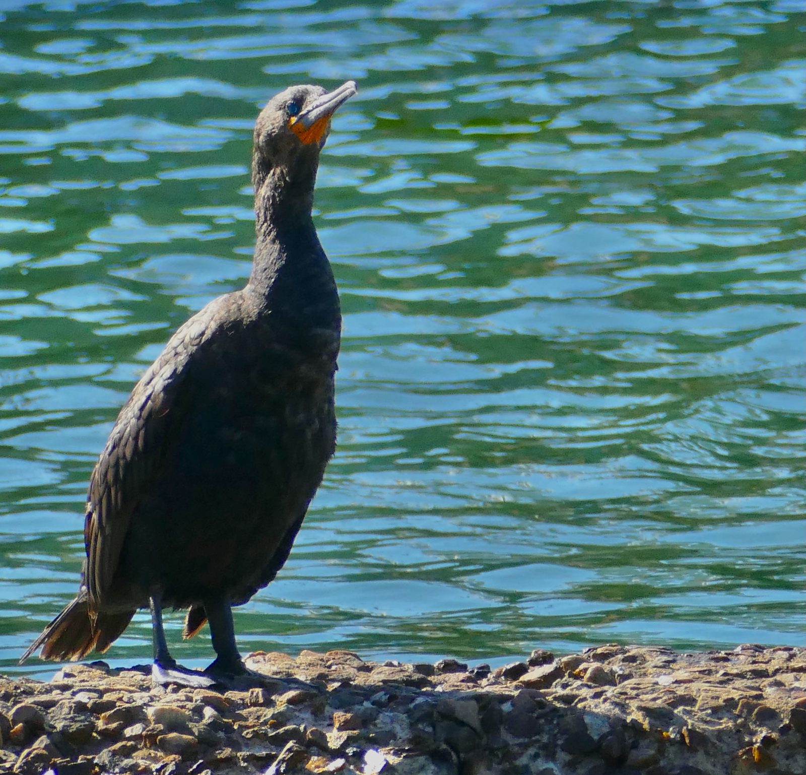 A Cape cormorant near Simon's Town, Western Cape, South Africa