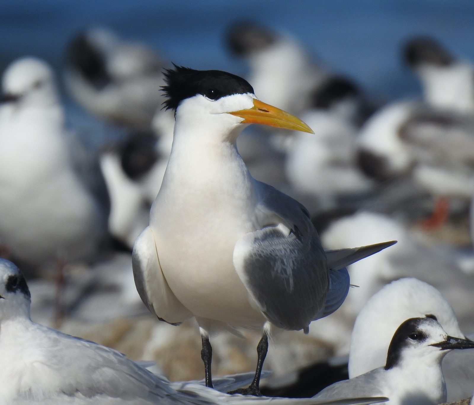 A swift tern (Thalasseus bergii) near Gansbaai, Western Cape, South Africa