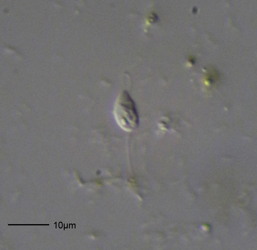 Light micrograph of a live Bodo saltans cell at 400x magnification, showing its pear-shaped body and flagella, with a 10 micron scale bar.
