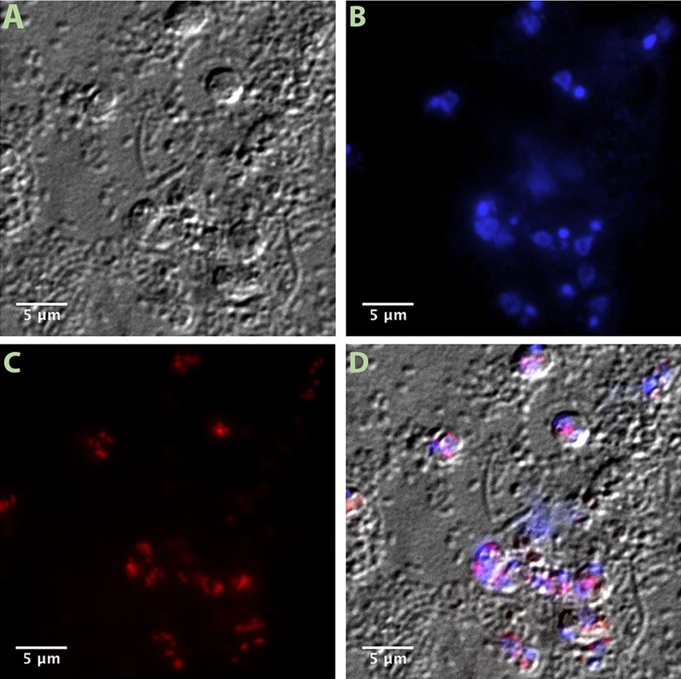 Fluorescence in situ hybridisation microscopy panel showing Bodo saltans cells (differential interference contrast), DAPI-stained nuclei (blue), the endosymbiont-specific FISH probe (red dots, the bacteria themselves), and an overlay.