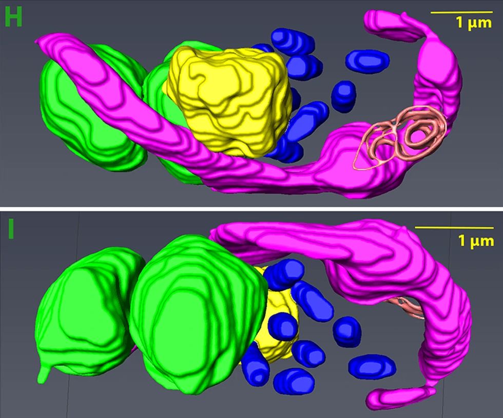 3D serial block-face scanning electron microscopy reconstruction of a Bodo saltans cell, colour-coded: nucleus in yellow, flagellar-pocket-associated membrane in magenta, endosymbiont bacteria in blue, reservosome-like structures in green.
