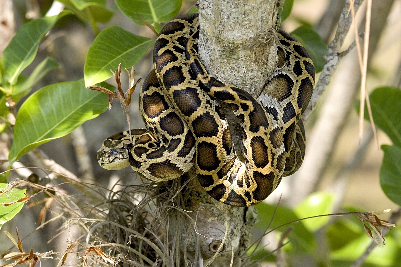 A Burmese python removed from the Florida Everglades