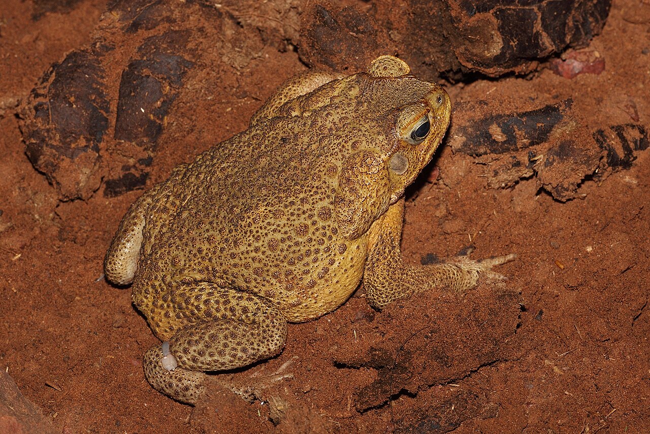 A cane toad, a terrestrial invasive amphibian