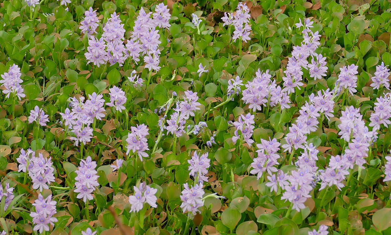 Water hyacinth choking a waterway