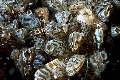 Close-up of clustered zebra mussels, a freshwater invasive species