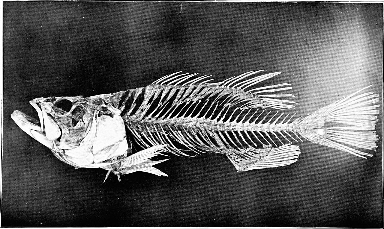 1900 scientific plate of the skeleton of a black bass, a ray-finned fish, from a U.S. Fish Commission bulletin.