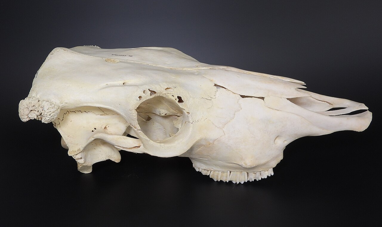 Photograph of a domestic cattle (Bos taurus) skull from a zoological teaching collection.