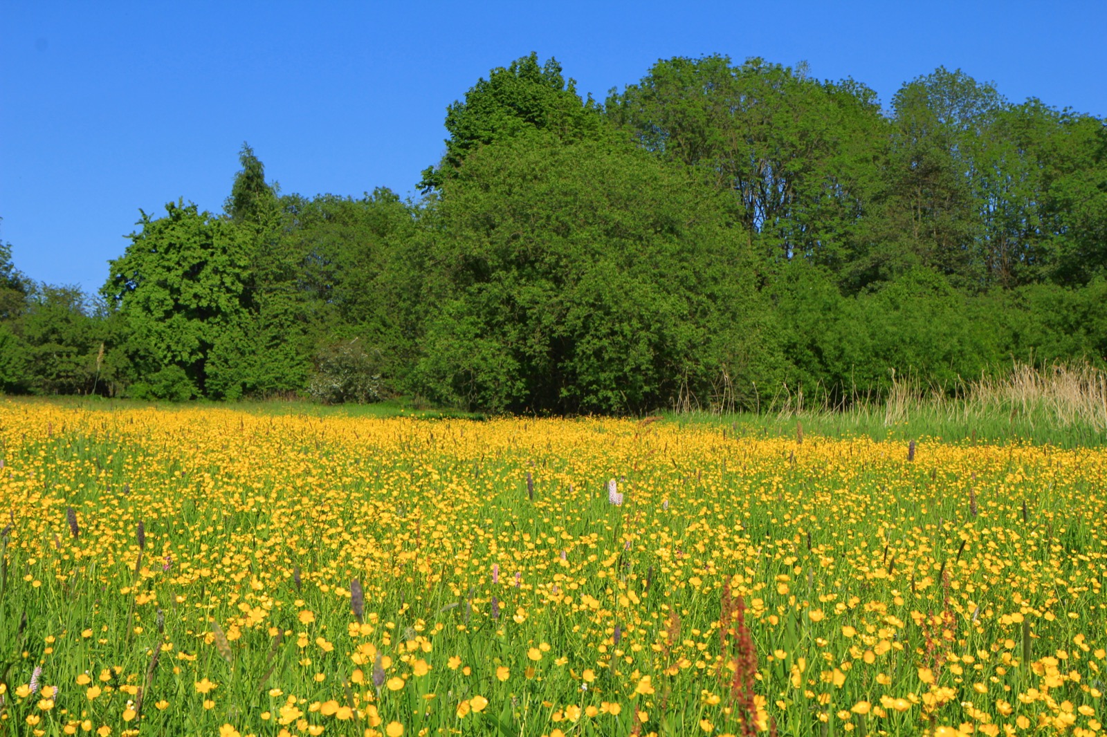 A species-rich Central European wildflower meadow mixing broad-leaved forbs and grasses