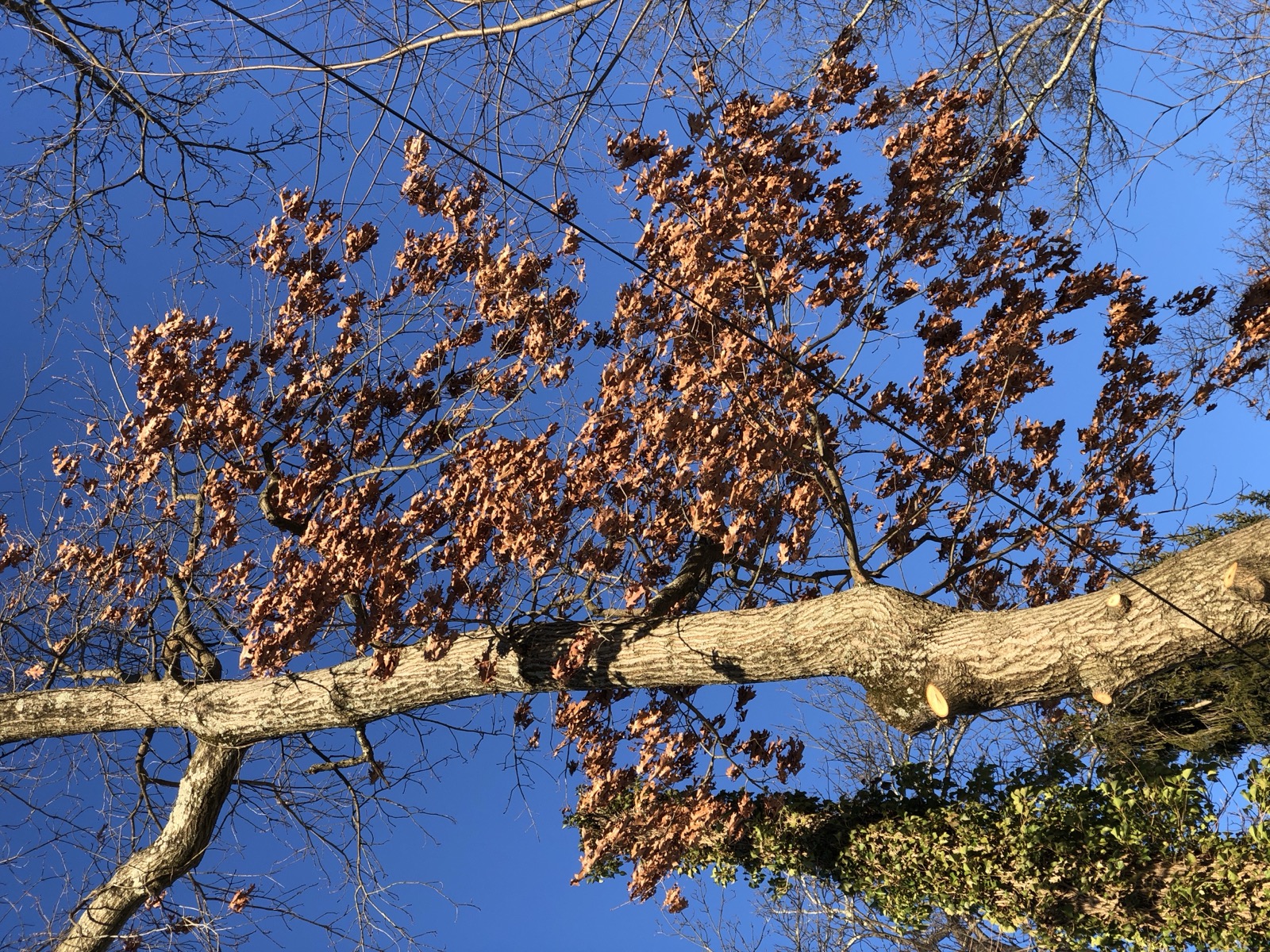 Dry, dead oak leaves still attached to bare winter branches — marcescence