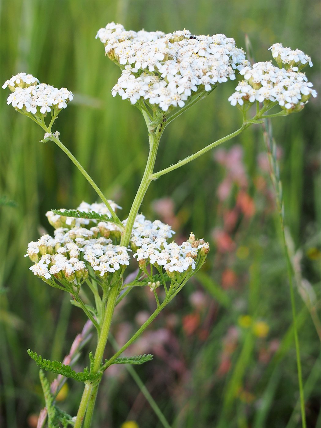 Flowering yarrow (Achillea millefolium), a close relative of two species in this dataset, growing in a meadow