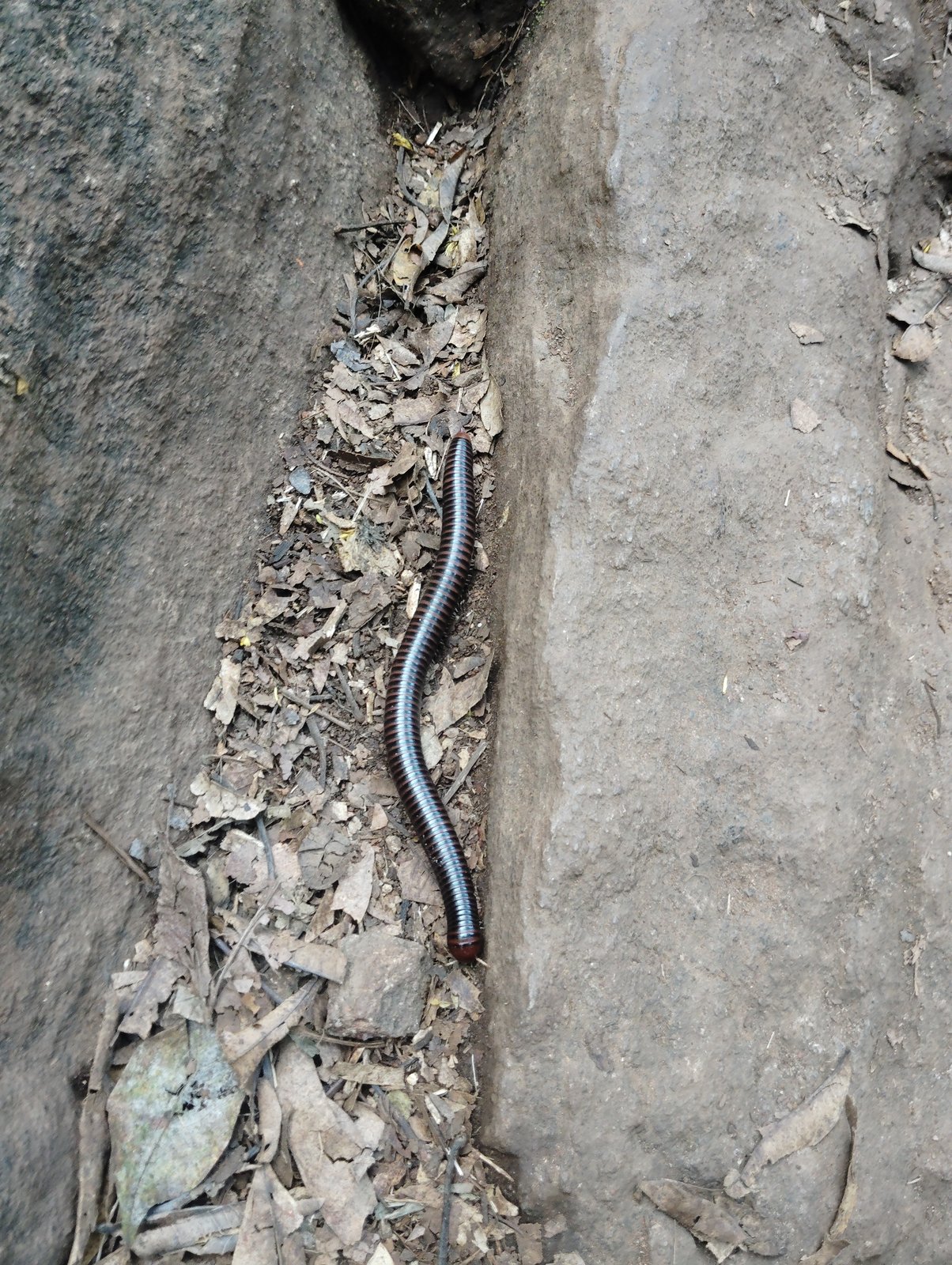 A millipede foraging in decomposing leaf litter on a forest floor